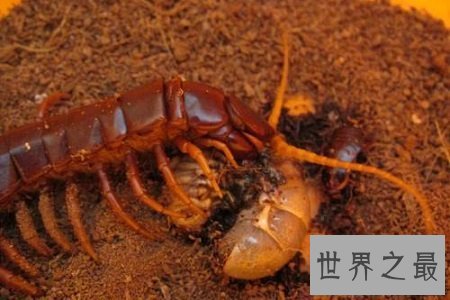 【图】巨型蜈蚣——加大版的五毒之首到底有如答应怕