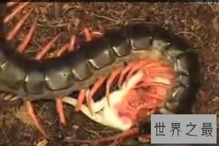【图】巨型蜈蚣——加大版的五毒之首到底有如答应怕