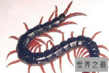【图】巨型蜈蚣——加大版的五毒之首到底有如答应怕