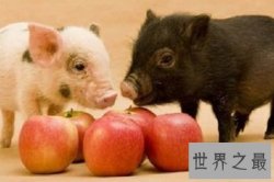 【图】微型猪用来当宠物的可爱迷你小香猪你们喜欢吗