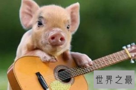 【图】微型猪用来当宠物的可恶迷你小香猪你们青睐吗