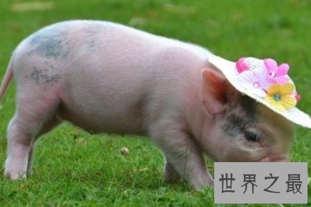 【图】微型猪用来当宠物的可恶迷你小香猪你们青睐吗