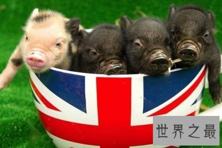 【图】微型猪用来当宠物的可恶迷你小香猪你们青睐吗