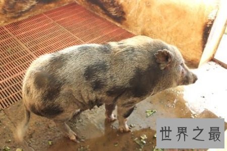 【图】微型猪用来当宠物的可恶迷你小香猪你们青睐吗