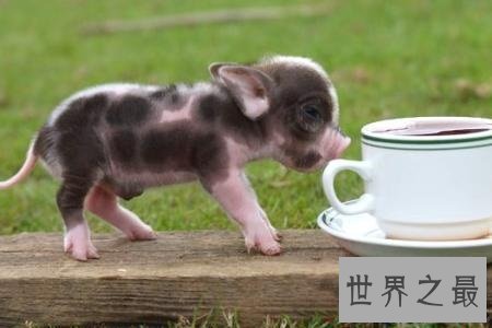 【图】微型猪用来当宠物的可恶迷你小香猪你们青睐吗