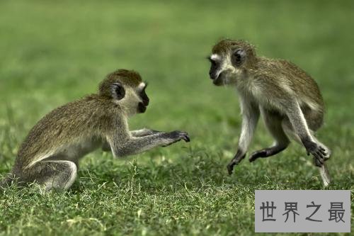 【图】艾滋病既然是源于绿猴，为什么不从绿猴身上寻