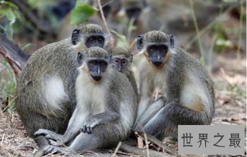 【图】艾滋病既然是源于绿猴，为什么不从绿猴身上寻