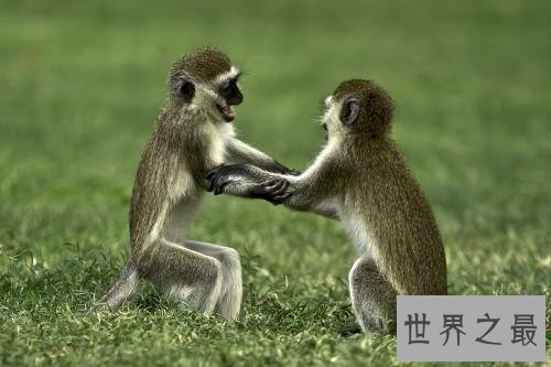 【图】艾滋病既然是源于绿猴，为什么不从绿猴身上寻