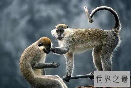 【图】艾滋病既然是源于绿猴，为什么不从绿猴身上寻