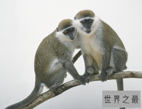 【图】艾滋病既然是源于绿猴，为什么不从绿猴身上寻