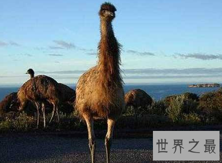 【图】已灭绝的动物消失在历史中却可能被复活