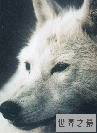 【图】已灭绝的动物消失在历史中却可能被复活