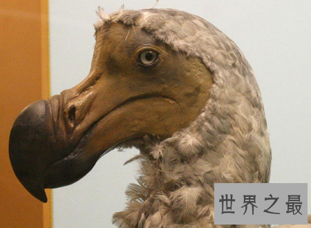 【图】已灭绝的动物消失在历史中却可能被复活