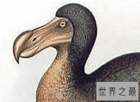 【图】已灭绝的动物消失在历史中却可能被复活