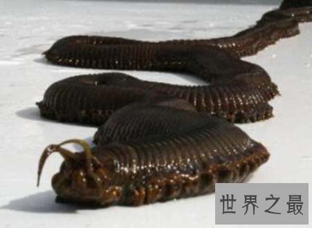 【图】蛀船虫世界上最恶心的生物让人浑身起鸡皮疙瘩