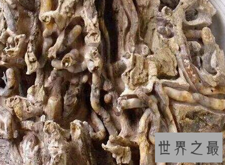 【图】蛀船虫世界上最恶心的生物让人浑身起鸡皮疙瘩