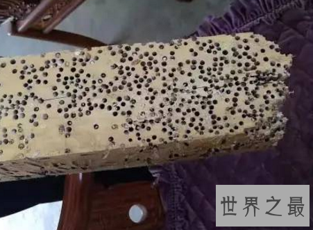 【图】蛀船虫世界上最恶心的生物让人浑身起鸡皮疙瘩