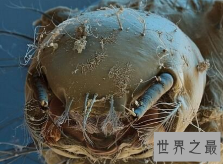 【图】蛀船虫世界上最恶心的生物让人浑身起鸡皮疙瘩