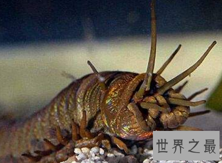 【图】蛀船虫世界上最恶心的生物让人浑身起鸡皮疙瘩