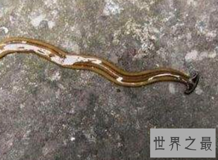 【图】蛀船虫世界上最恶心的生物让人浑身起鸡皮疙瘩