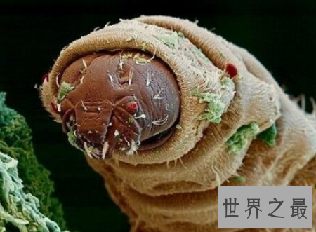 【图】蛀船虫世界上最恶心的生物让人浑身起鸡皮疙瘩