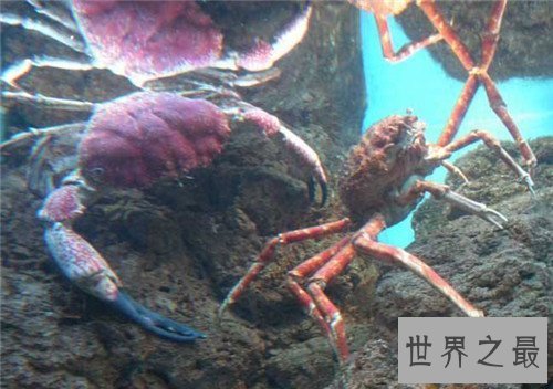 【图】杀人蟹是怎么杀人的 遭日本核辐射变异