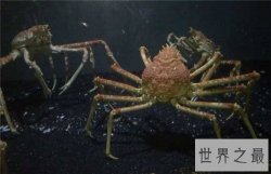 【图】杀人蟹是怎样杀人的 遭日本核辐射变异
