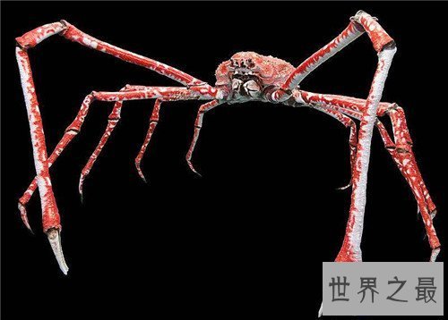 【图】杀人蟹是怎么杀人的 遭日本核辐射变异