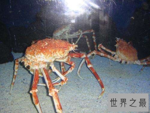 【图】杀人蟹是怎么杀人的 遭日本核辐射变异