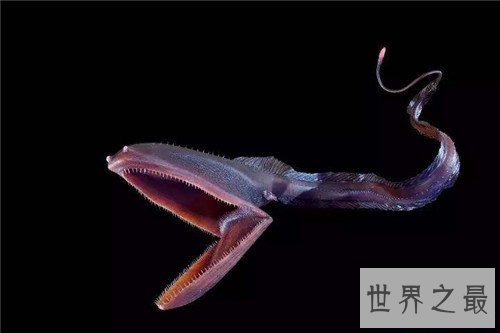 【图】吞噬鳗的特色引见 能轻松吞下比它大的食物