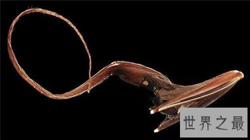 【图】吞噬鳗的特色引见 能轻松吞下比它大的食物