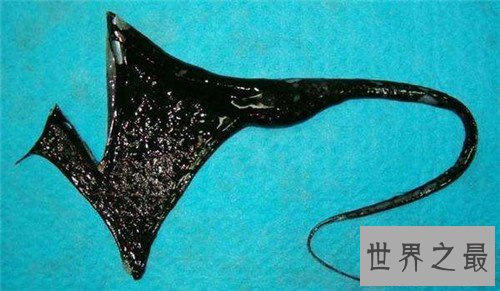 【图】吞噬鳗的特色引见 能轻松吞下比它大的食物