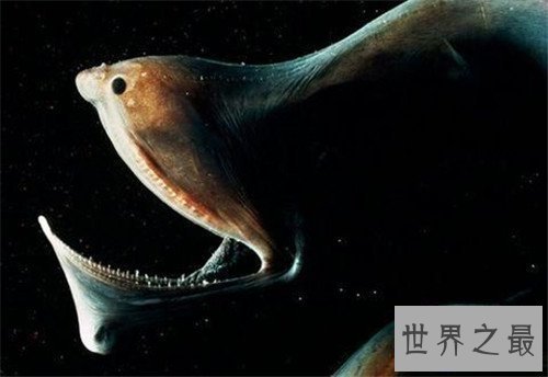 【图】吞噬鳗的特色引见 能轻松吞下比它大的食物