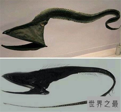 【图】吞噬鳗的特色引见 能轻松吞下比它大的食物