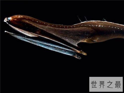 【图】吞噬鳗的特色引见 能轻松吞下比它大的食物