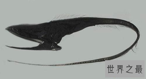 【图】吞噬鳗的特色引见 能轻松吞下比它大的食物