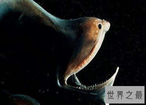 【图】吞噬鳗的特色引见 能轻松吞下比它大的食物