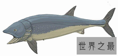 【图】利兹鱼 史上最大的鱼类 竟然长达26米！