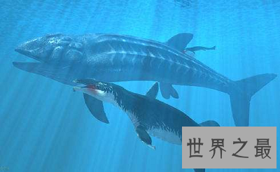 【图】利兹鱼 史上最大的鱼类 竟然长达26米！
