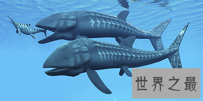 【图】利兹鱼 史上最大的鱼类 竟然长达26米！