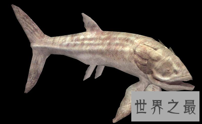 【图】利兹鱼 史上最大的鱼类 竟然长达26米！