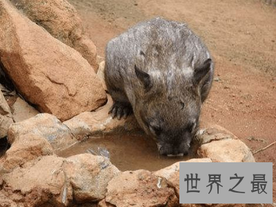 【图】本耶普 澳大利亚最奥秘的食人神兽！