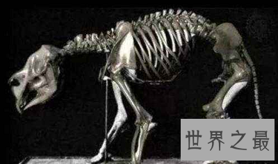 【图】本耶普 澳大利亚最奥秘的食人神兽！