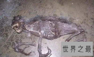 【图】本耶普 澳大利亚最奥秘的食人神兽！