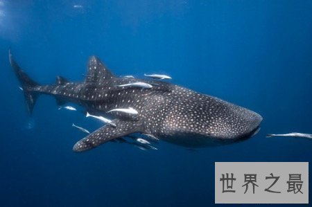 【图】最大的鱼鲸鲨外表凶残 可没想到它们竟有这样的