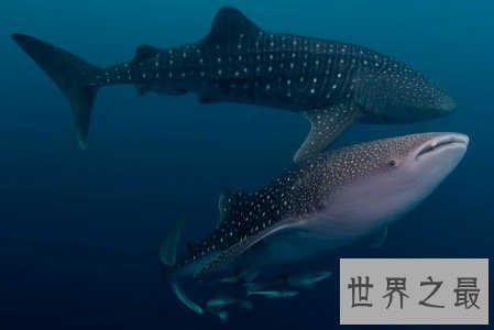 【图】最大的鱼鲸鲨外表凶残 可没想到它们竟有这样的