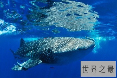 【图】最大的鱼鲸鲨外表凶残 可没想到它们竟有这样的
