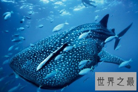 【图】最大的鱼鲸鲨外表凶残 可没想到它们竟有这样的