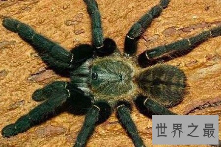 【图】最大的蜘蛛既凶残又恶心 然而它们竟有这样可恶