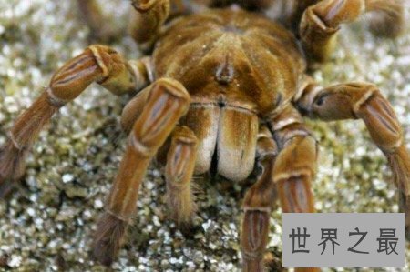 【图】最大的蜘蛛既凶残又恶心 然而它们竟有这样可恶